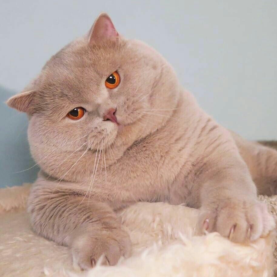 Персиковый британский кот - 65 фото
