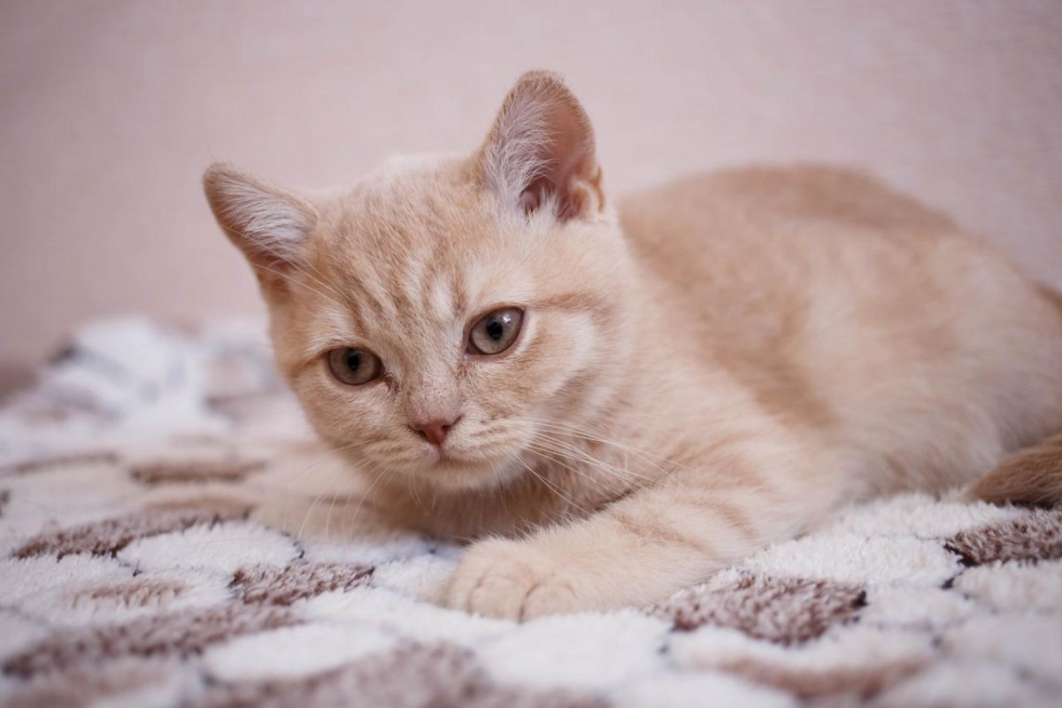 Персиковый британский кот (30 фото)