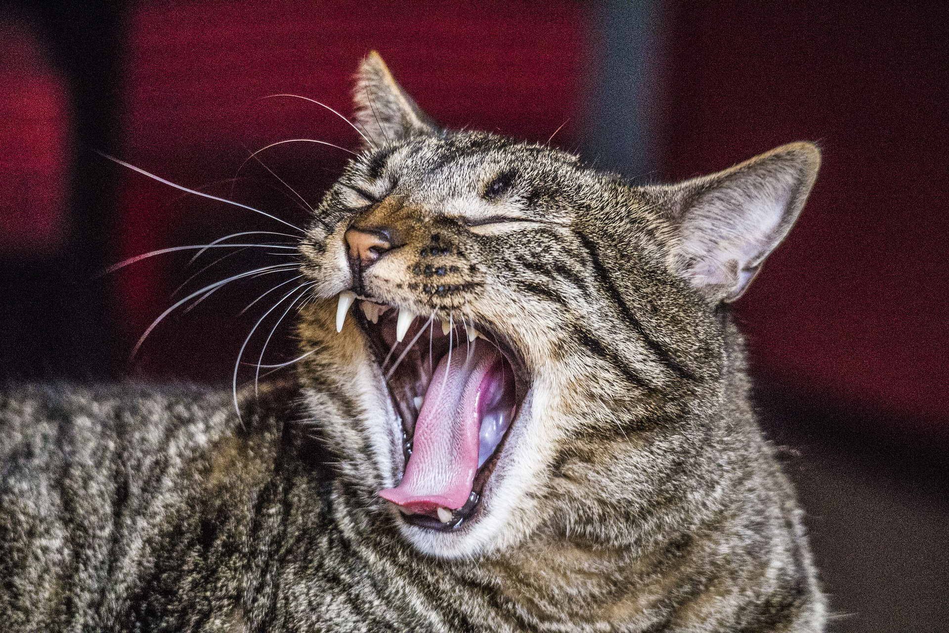 Почему кошки мяукают дома. Кот зевает. Орущий кот.