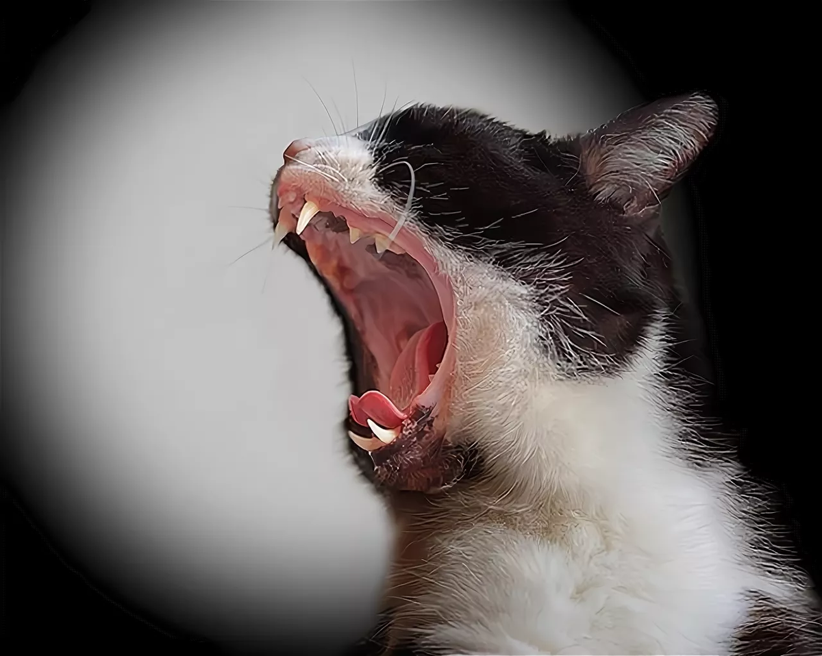 Звуки кричащих котов. Кот кричит. Орущий кот. Кричащий котенок.