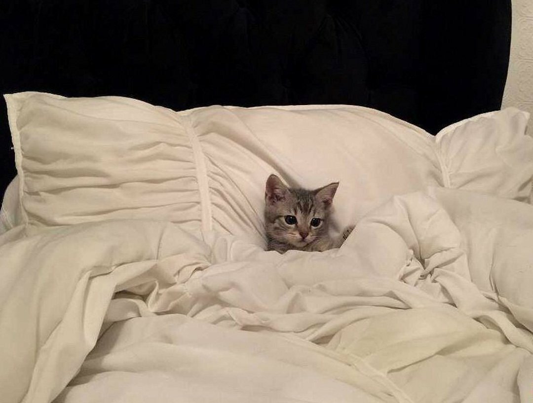 Котенок в кровати - 67 фото