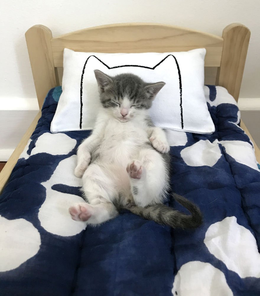 Котенок в постели. Котик в кровати. Кровать для кошки. Котенок в кроватке.
