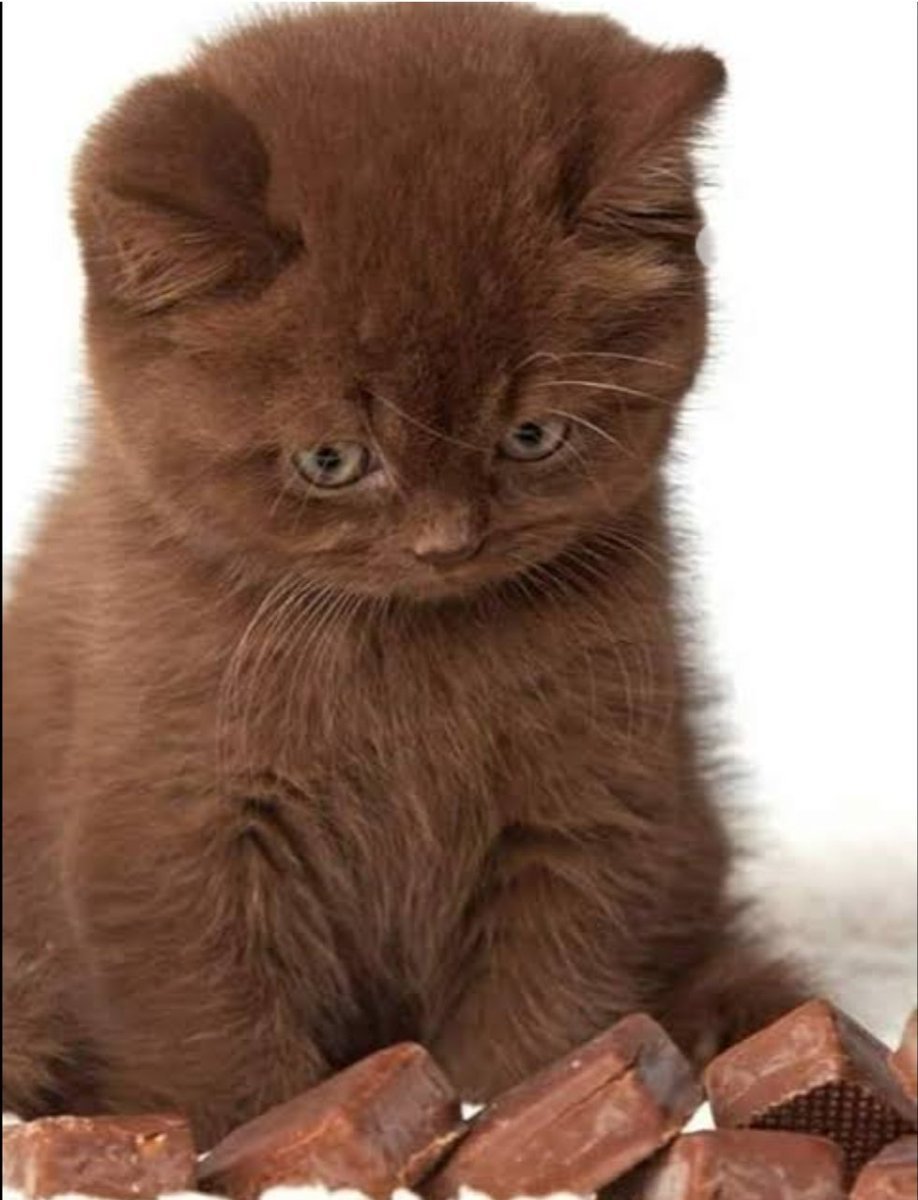 Шоколадные котята - 73 фото