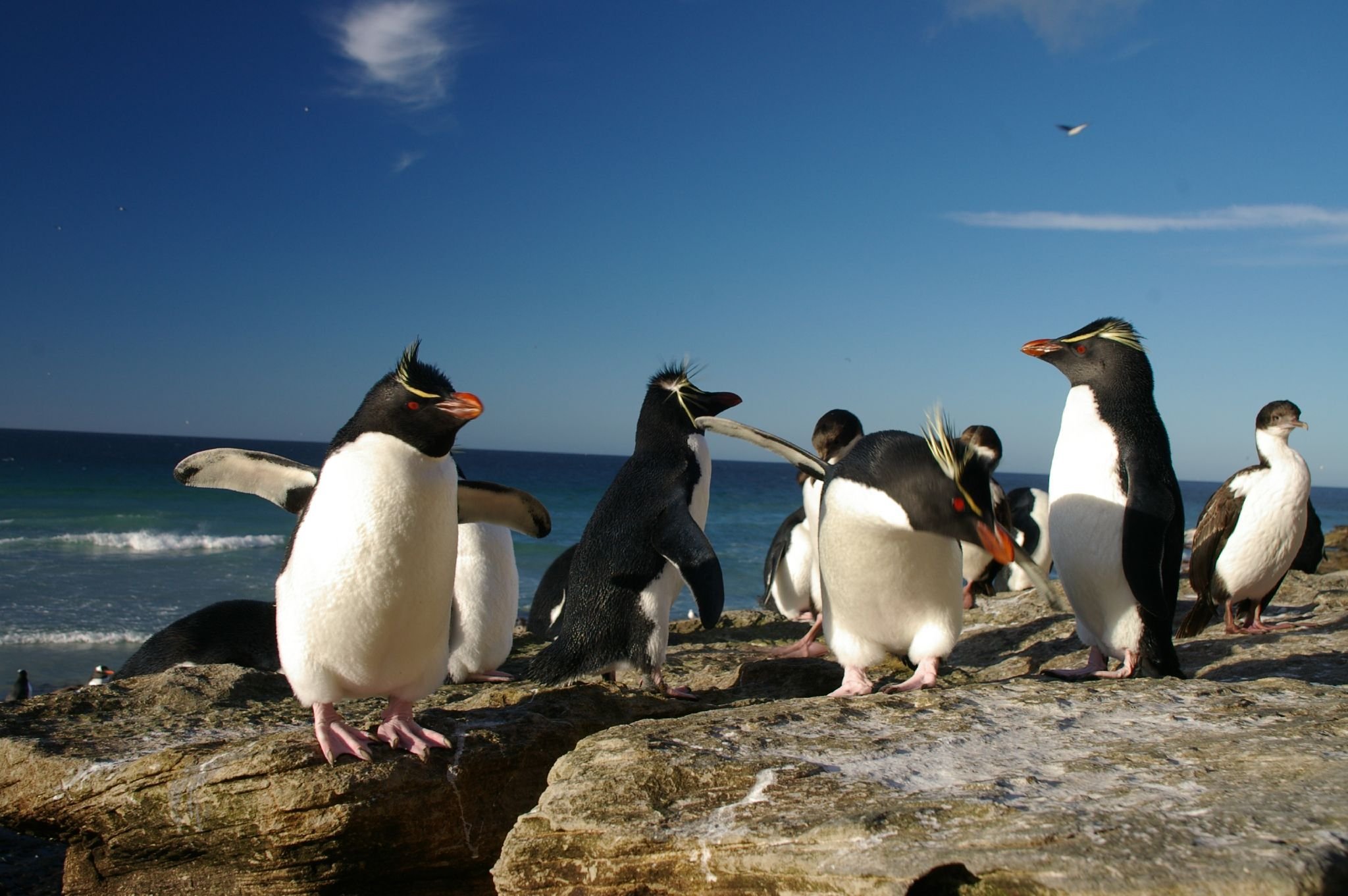 Где есть пингвины. Хохлатый Пингвин новой Зеландии. Пингвиний остров Аргентина. Пингвины Шлегеля (эндемик острова Маккуори). Пингвин Рокхоппера Антарктика.