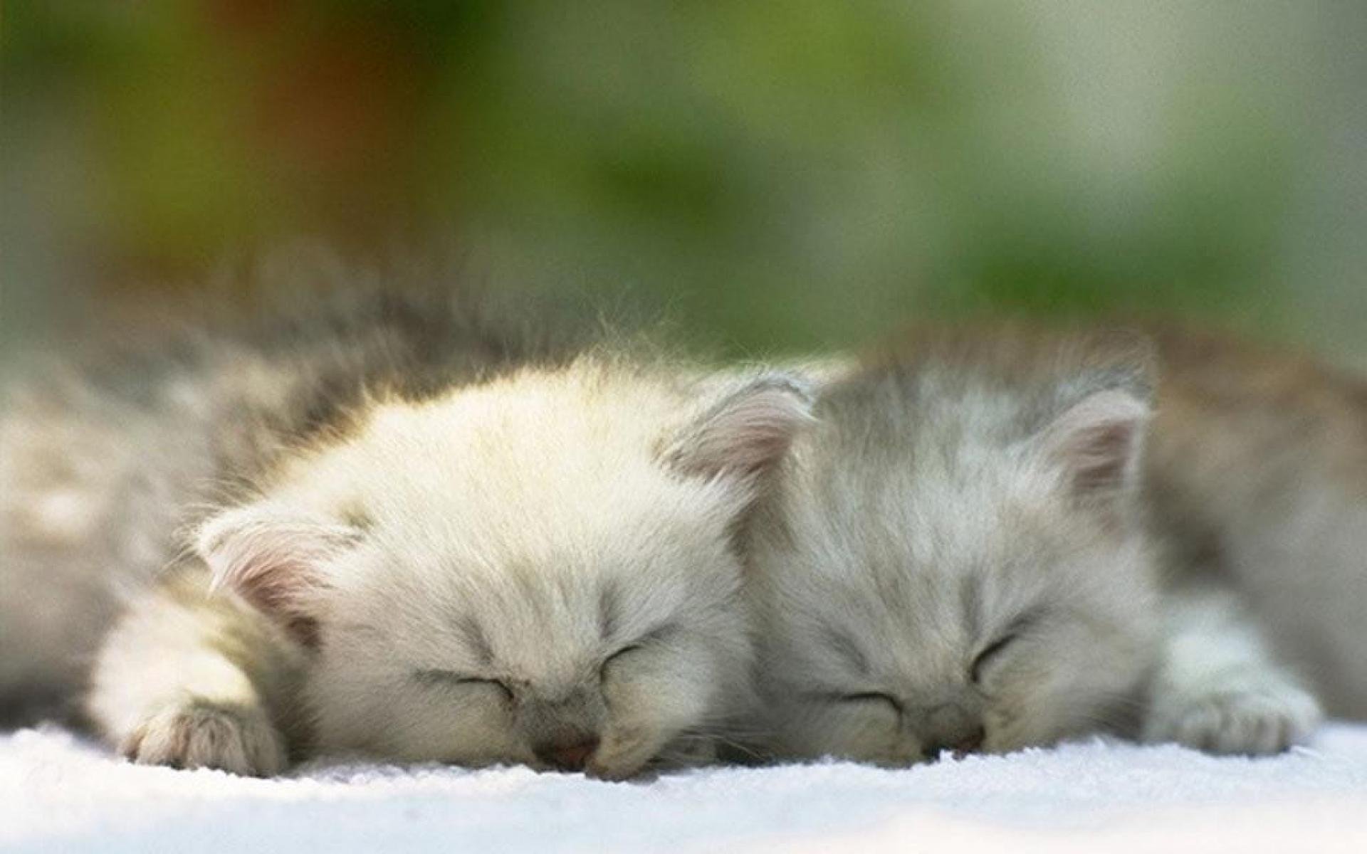 Красивый котенок во сне. Спящие котята. Милые спящие котята. Спящий котенок. Котенок. Спокойной ночи!.