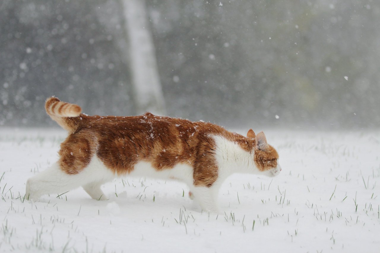 Рыжий сбежал. Кот в снегу. Кошки зимой. Кот бежит. Рыжий кот в снегу.
