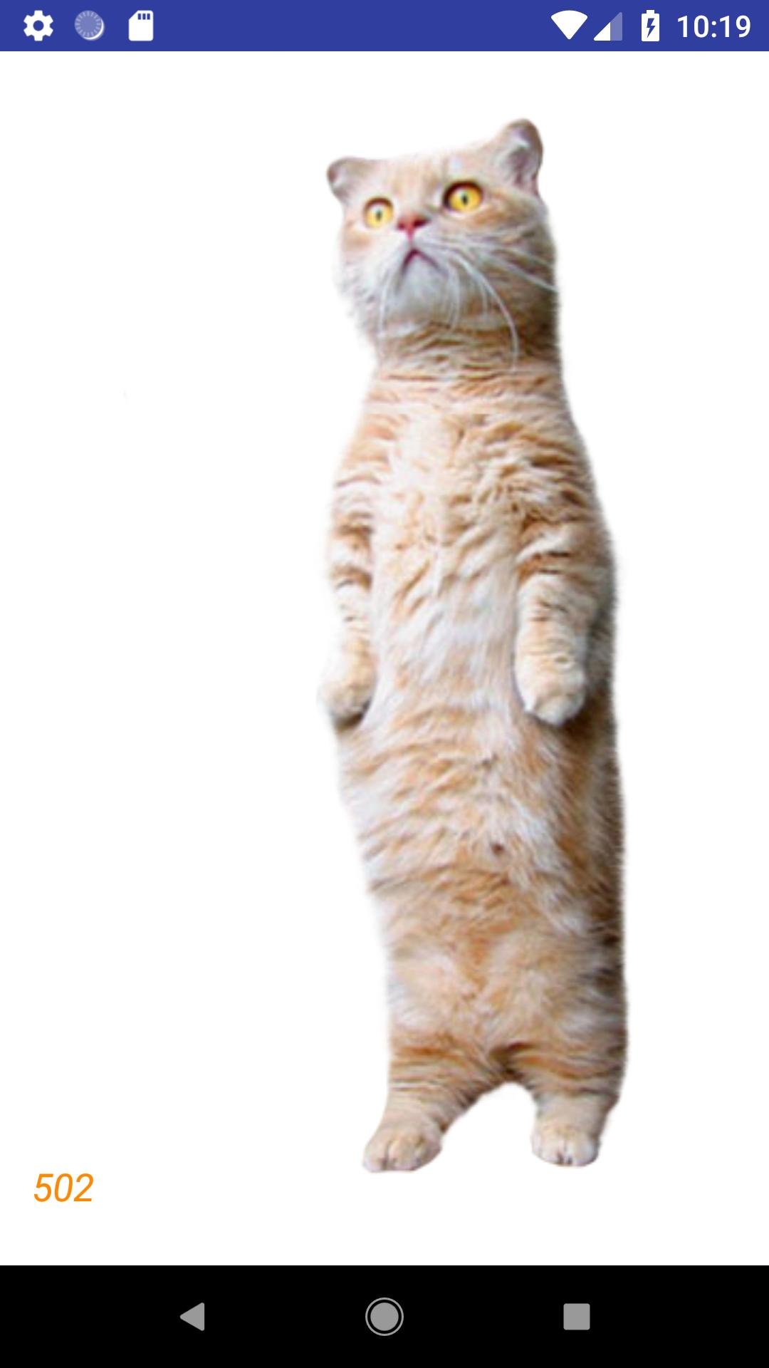 Котик на задних лапках. Котик стоит на задних лапах. Смешные коты на прозрачном фоне. Котики без заднего фона.