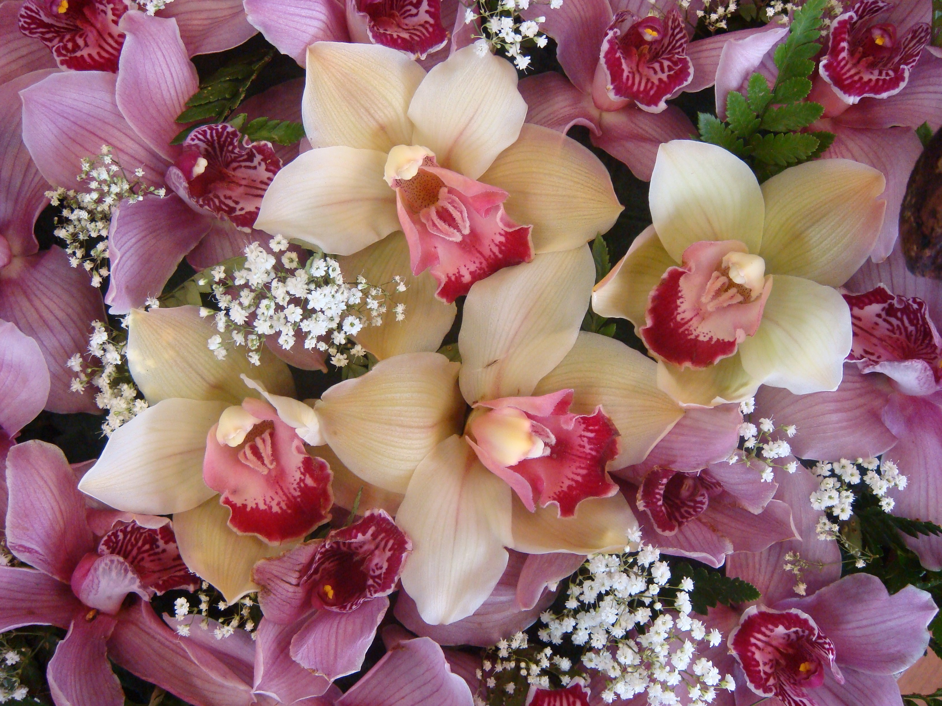 День рождения женщине поздравление открытка с орхидеями