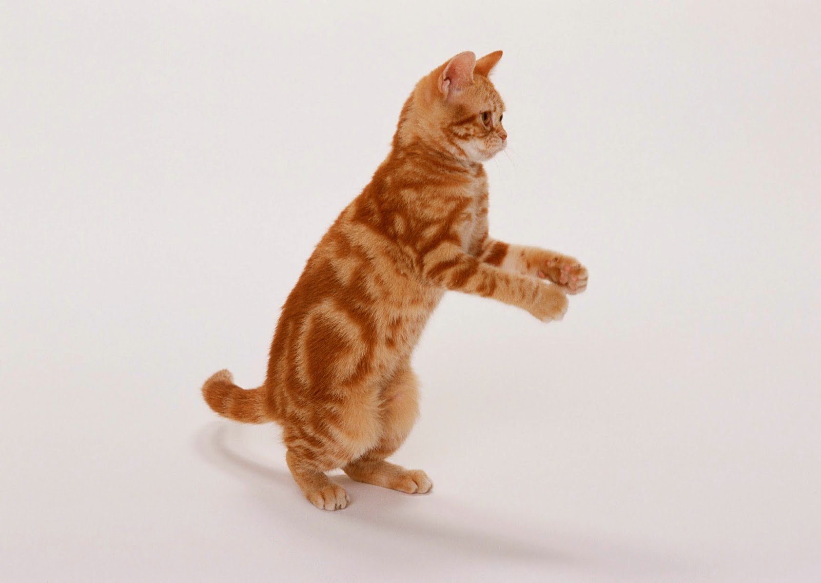 Котик на задних лапках. Котик на задних лапах. Рыжий кот на задних лапах. Кротик на задних лапках. Кошка стоит на задних лапах.