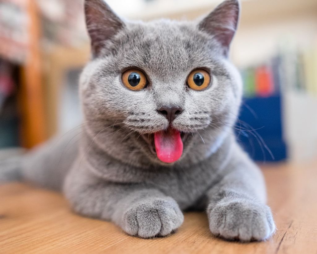 Смешные британские коты - картинки и фото заточка63.рф