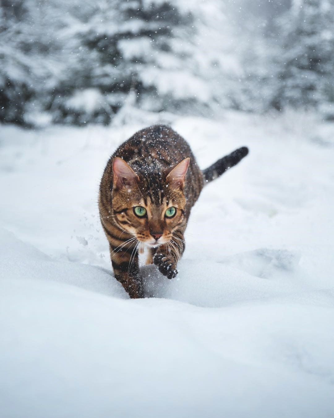 Снежный бенгальский кот