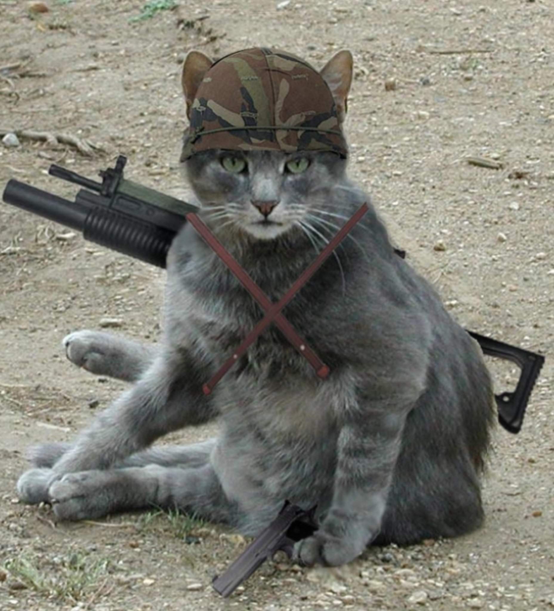 Кошка боец картинки