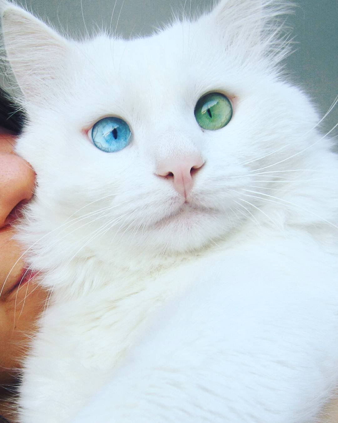 Белый кот с разноцветными глазами - 69 фото