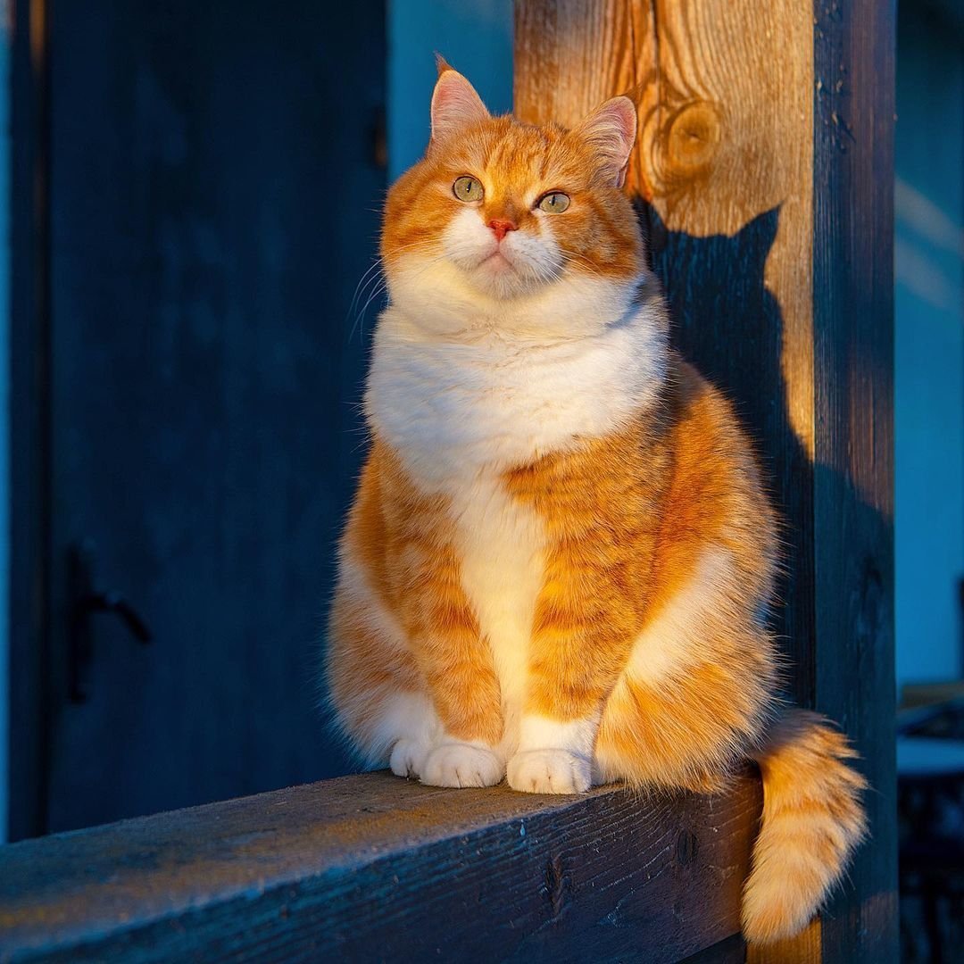 Рыженький котик - 68 фото