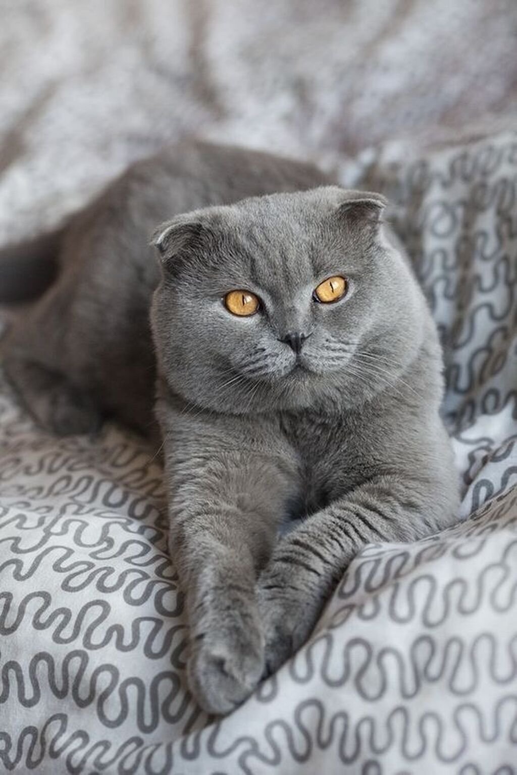 Серый вислоухий кот - 73 фото
