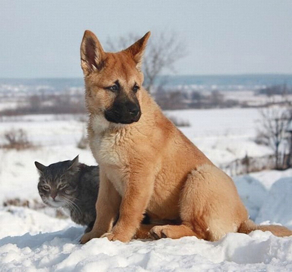 Собака вместо кошки. Дружба кота и собаки. Овчарка и кот. Кошка и собака друзья. Кот с собакой дружат.