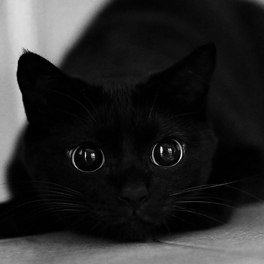 Черная кошка с карими глазами - 64 фото