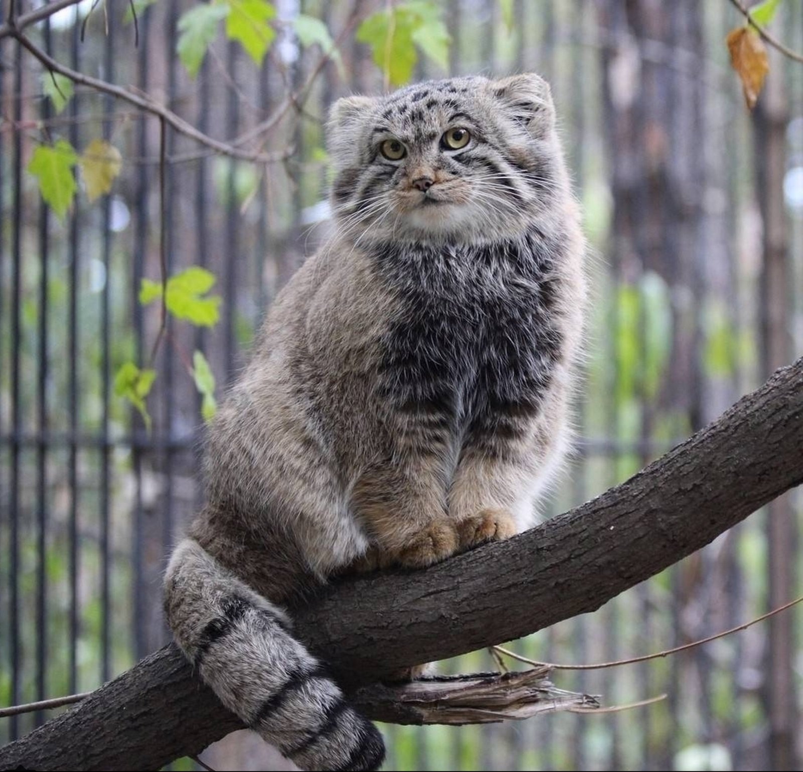 Кот манит. Манул (палласов кот). Степной Манул. Сибирский дикий кот Манул. Дальневосточный Манул.