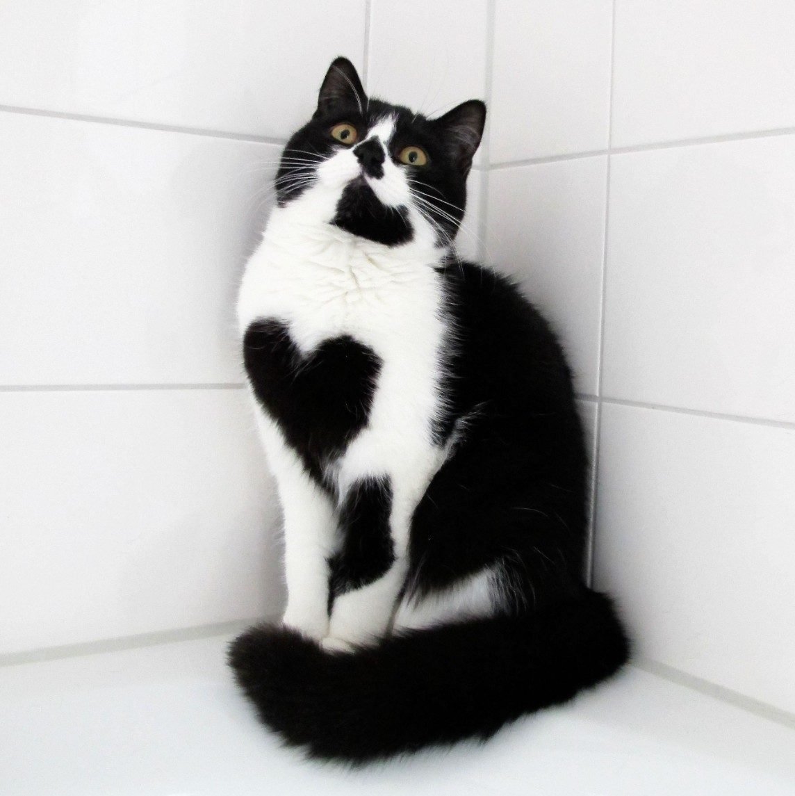 Кошка белая с черными пятнами - 61 фото