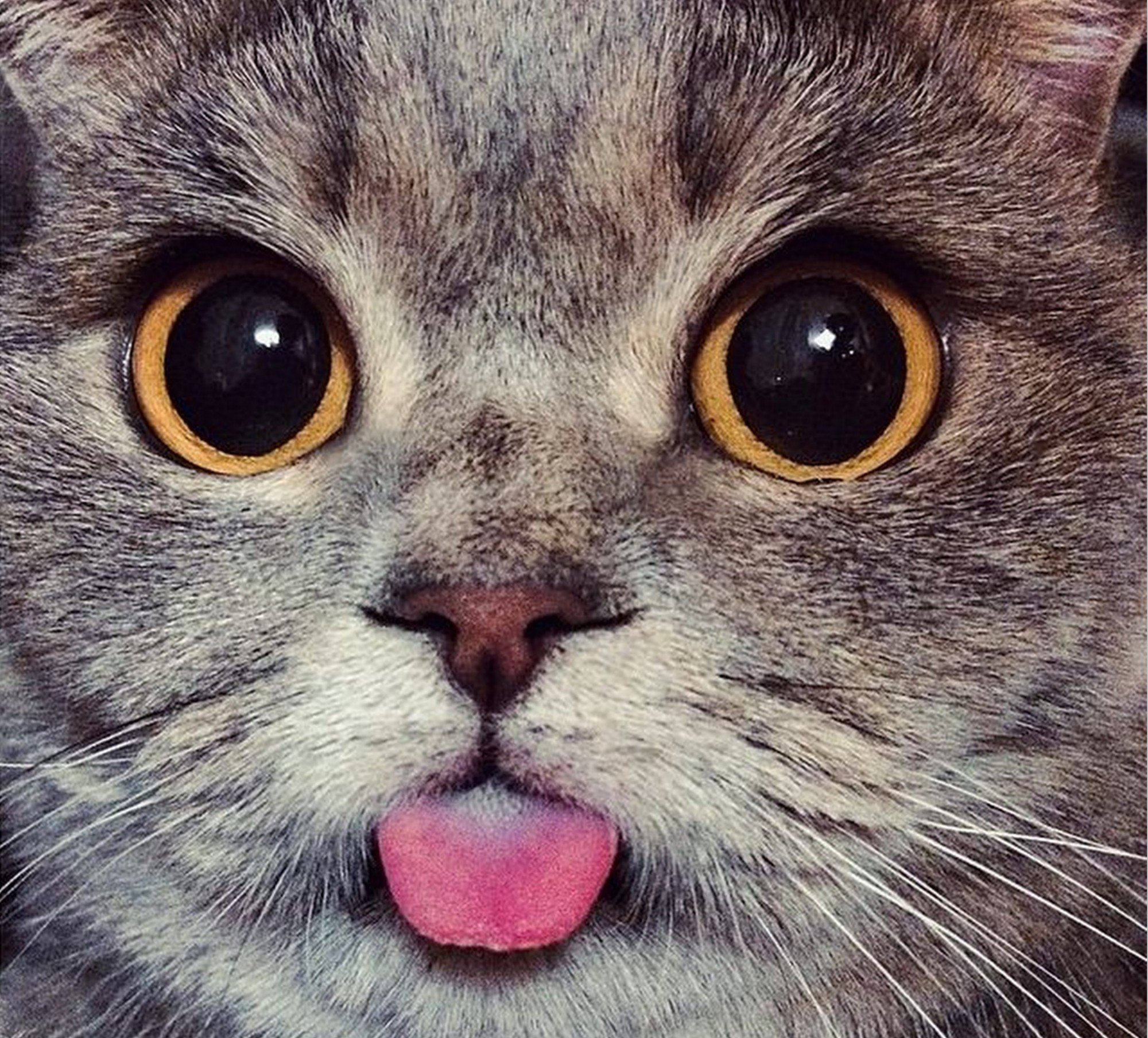 Котенок с высунутым языком - 73 фото