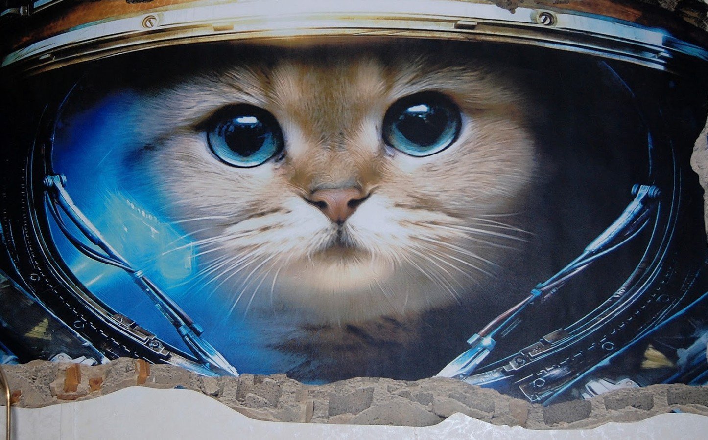 Котик дримотик. Кот космонавт. Скафандр. Коты в скафандрах. Кошка в скафандре.