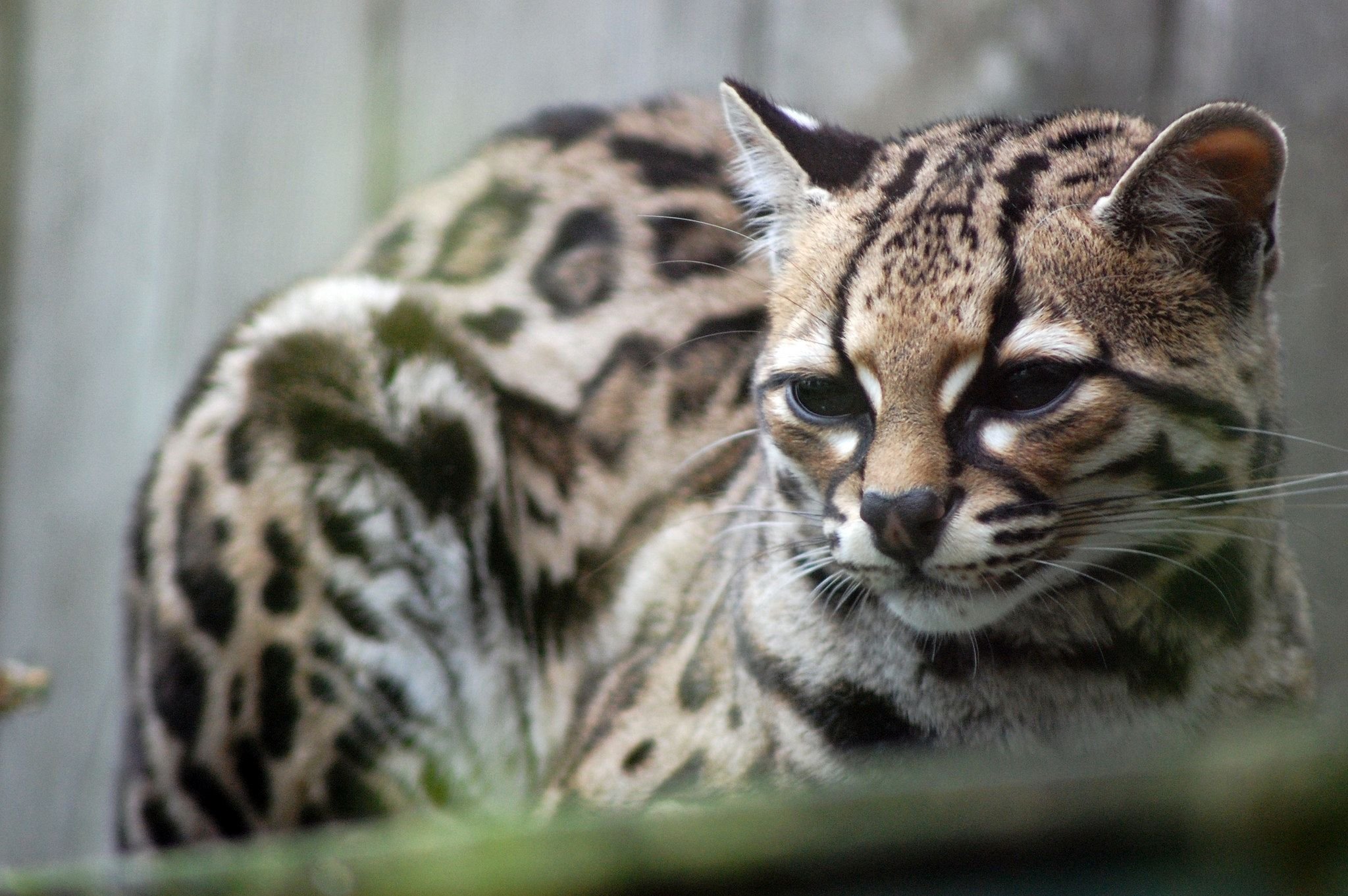 Азиатский леопардовый кот. Prionailurus bengalensis. Азиатская леопардовая кошка. Азиатская леопардовая кошка алк. Леопардовый кот Prionailurus bengalensis.