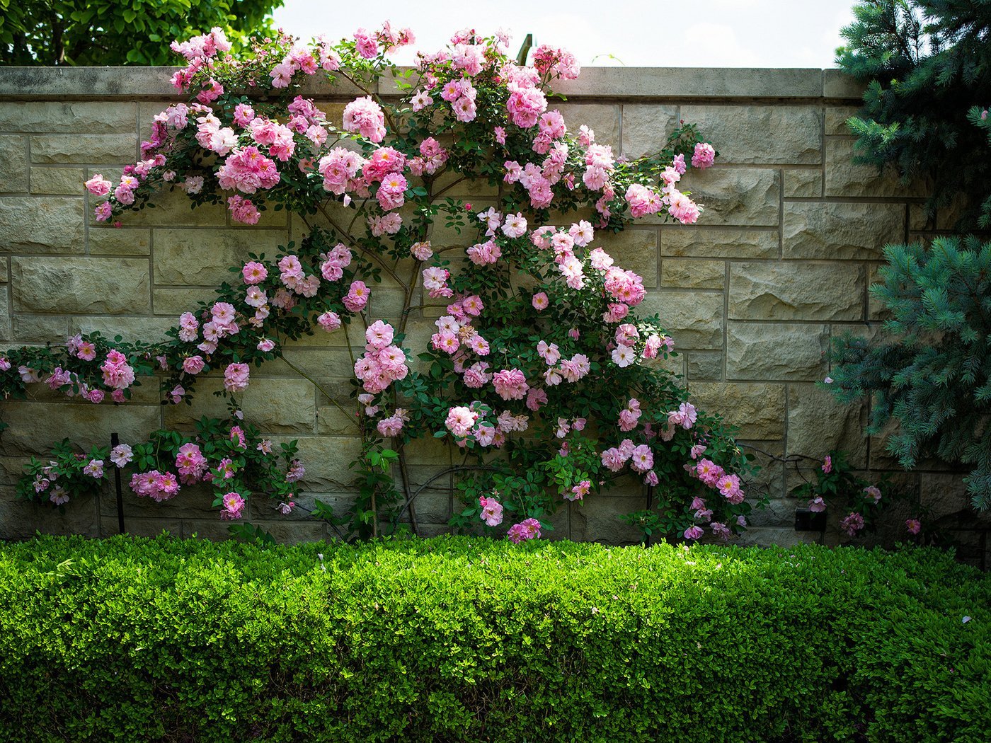 Романтический сад: плетистые розы в ландшафтном дизайне