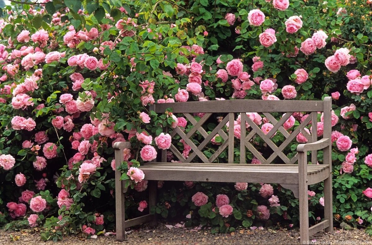 Парковые розы в ландшафтном дизайне - 70 фото