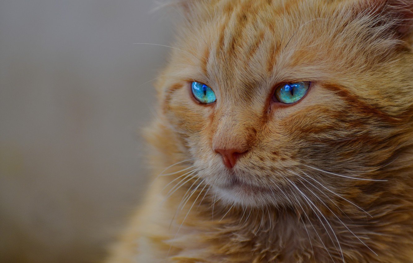 Рыжие коты с голубыми глазами - 60 фото
