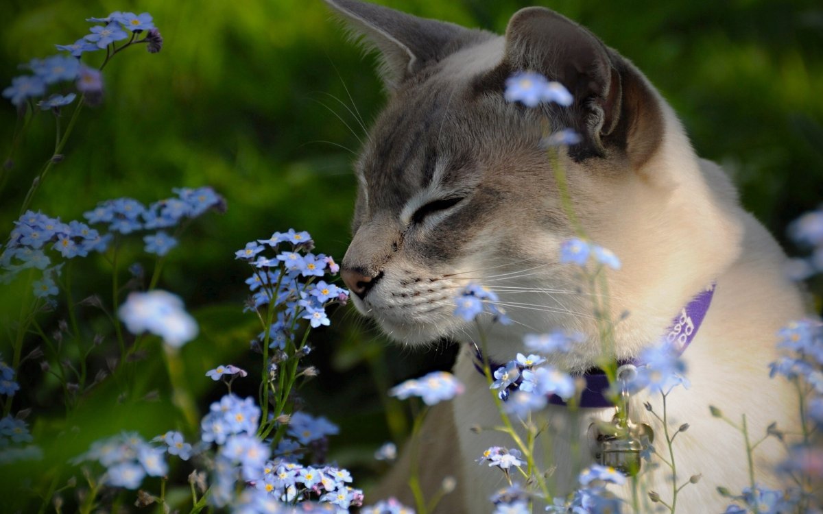 Весенний котик