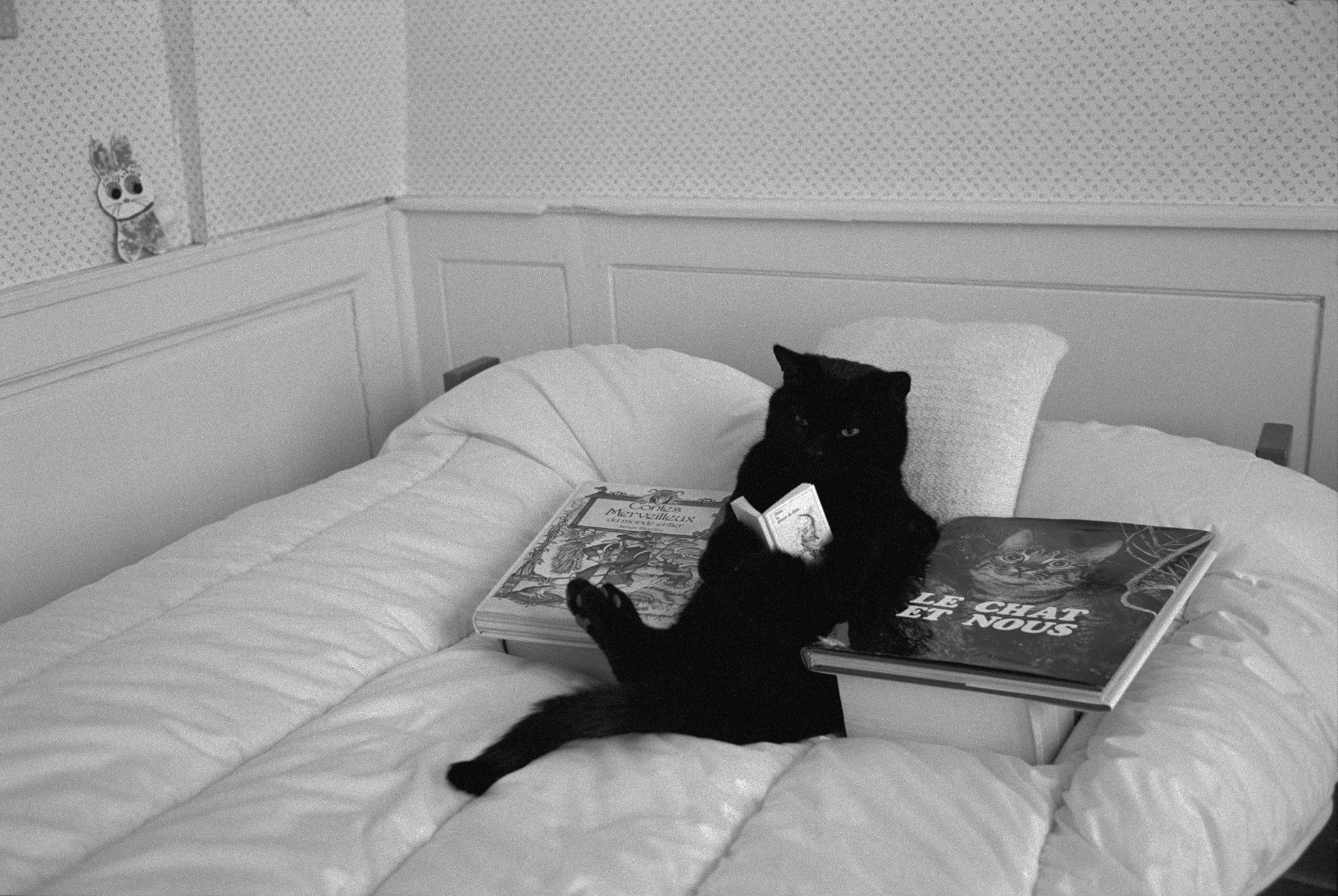 Черный кот на кровати