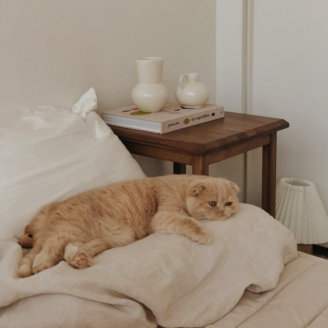 Почему кошки прячутся под одеялом? - Кот, пёс и я