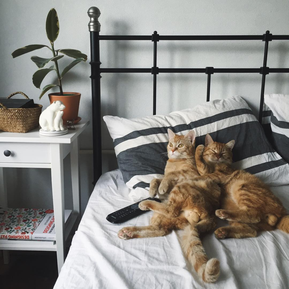 Котенок в постели. Котик в кровати. Кровать для кошки. Котик лежит. Коты лежат в кровати.