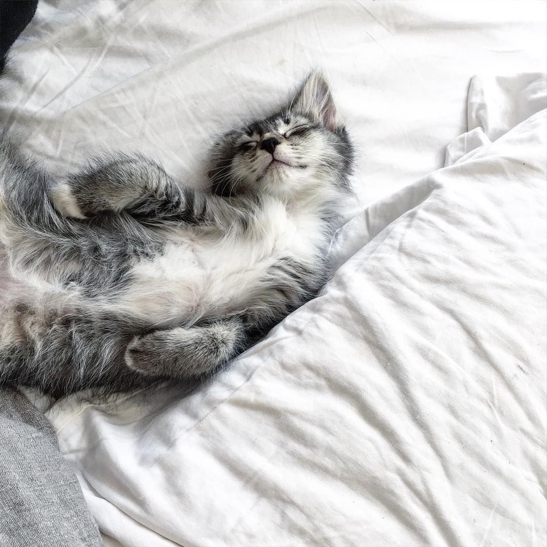 Котик в кровати