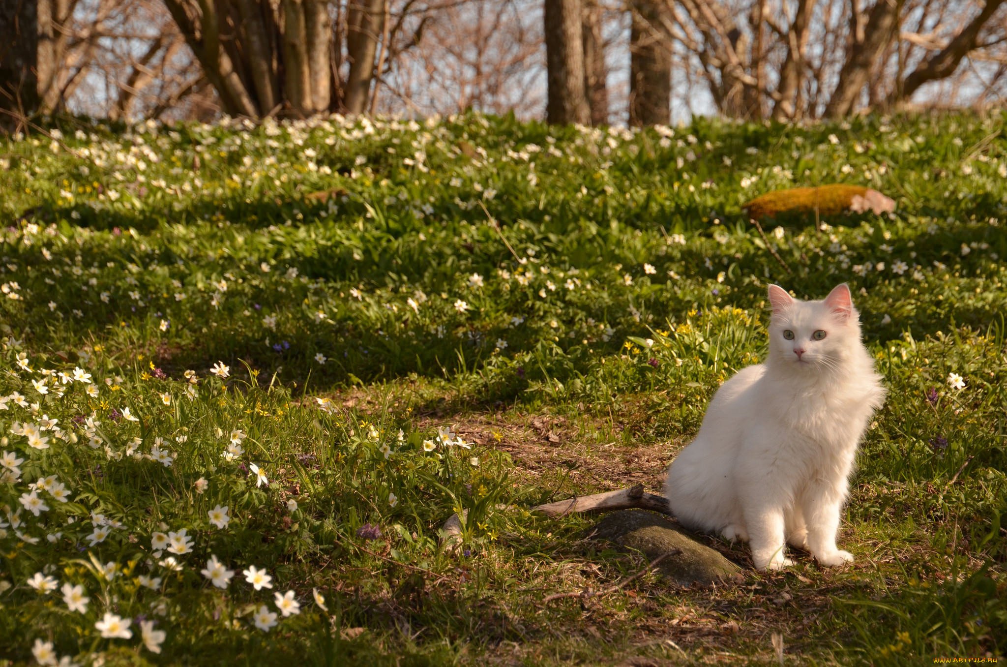 Весенняя кошечка. Турецкий Ван кот. Весенние коты. Кошки весной. Котики на природе.