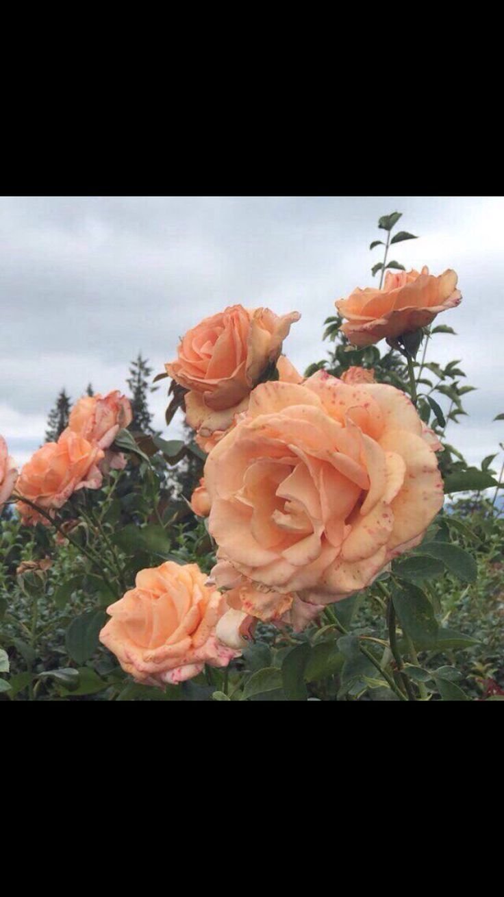 Peach Avalanche Rose, Flowers