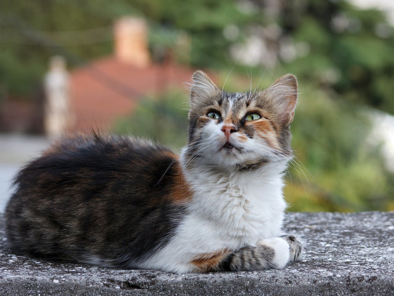 Картинки кошек на улице