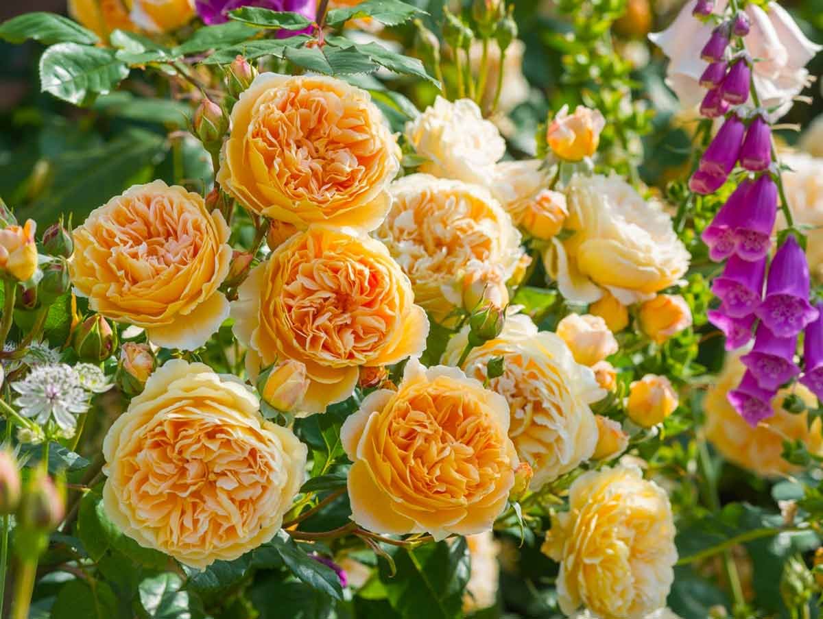 Английские розы Дэвида Остина - 74 фото