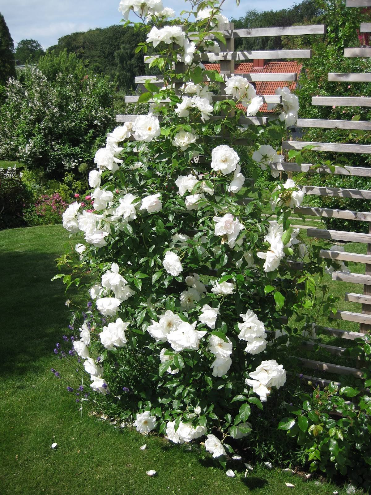 Роза плетистая белая
