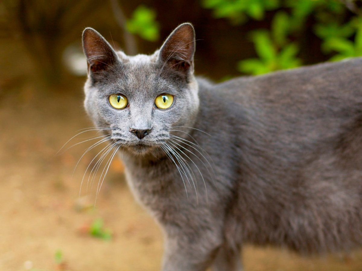 Серая кошка с желтыми глазами - 65 фото