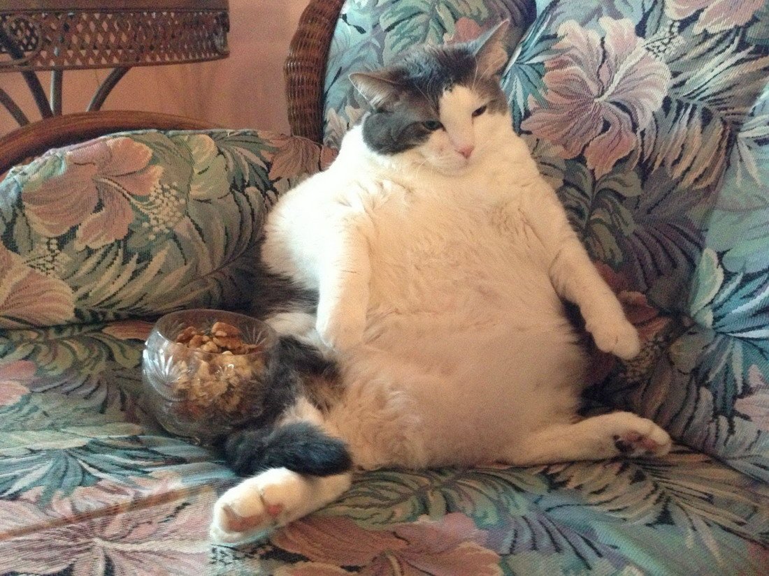 Стала много кушать и спать. Толстый кот объелся. Обожравшийся кот. Толстый обожравшийся кот.