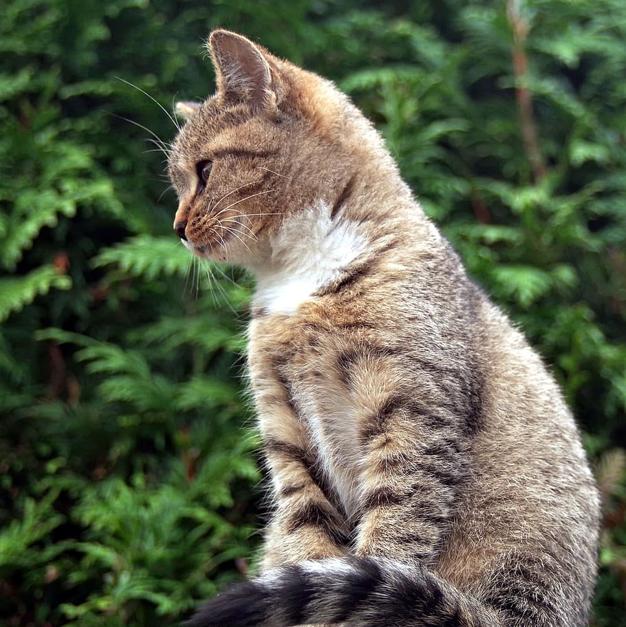 Фото сидящей кошки