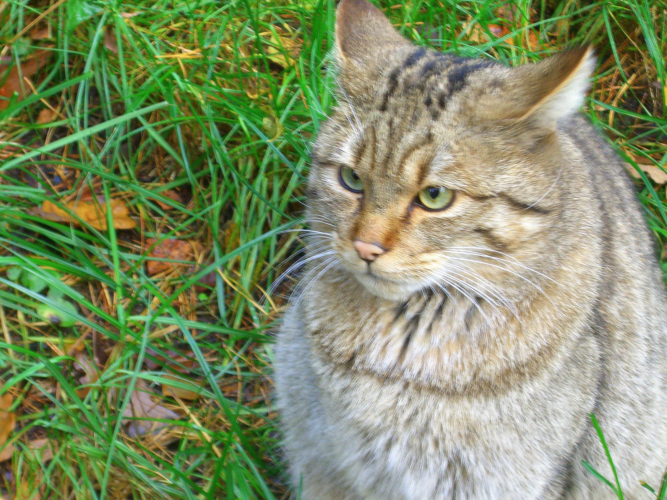 Среднерусская кошка - 69 фото