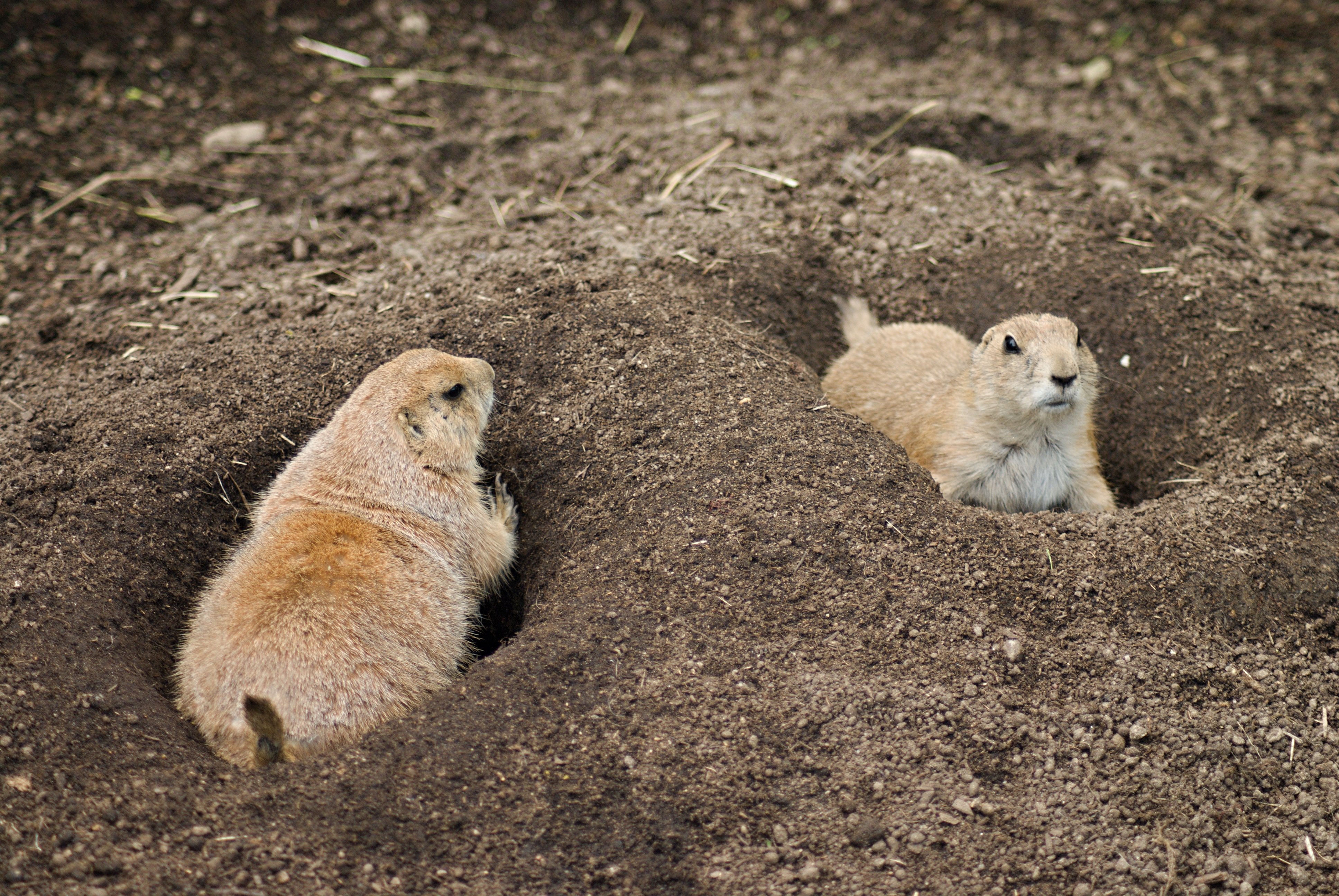 Dog zoo 4. Луговая собачка Гуннисона. Чернохвостая Луговая собачка. Байбак Луговая собачка. Мексиканская Луговая собачка.