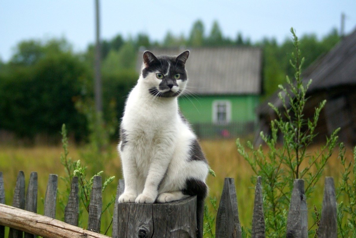 Кошка в деревне