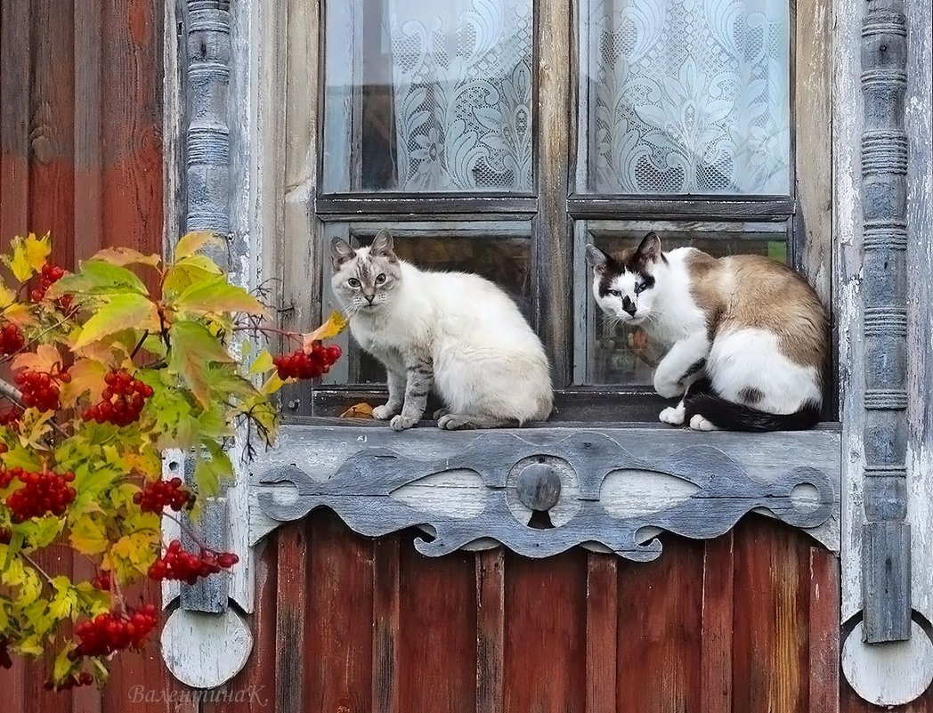 Кот в деревне картинки