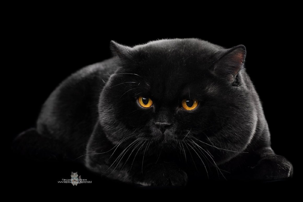 Черный британец кошка - 74 фото
