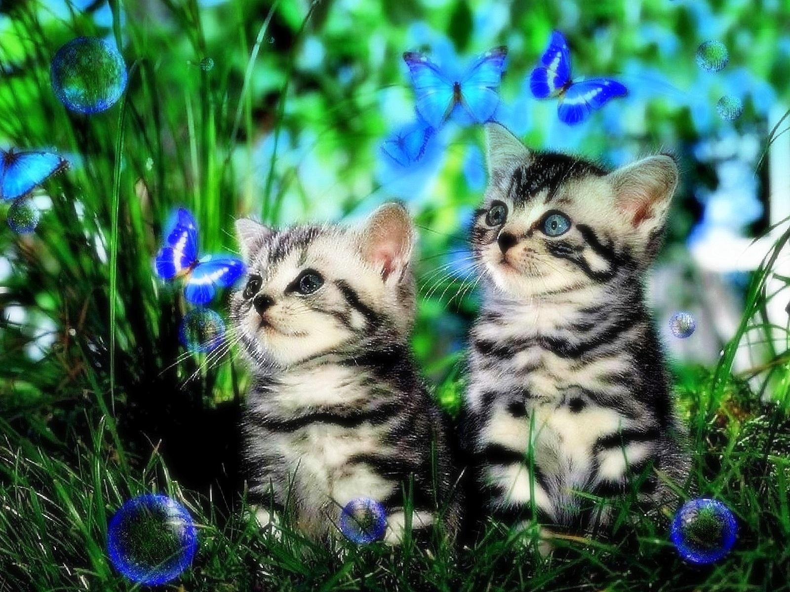Кошечки живые. Вискас для котят. Кошечка с бабочкой картинка. Красивые котята. Живые котята.