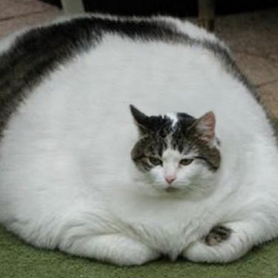 Самый жирный кот - 73 фото