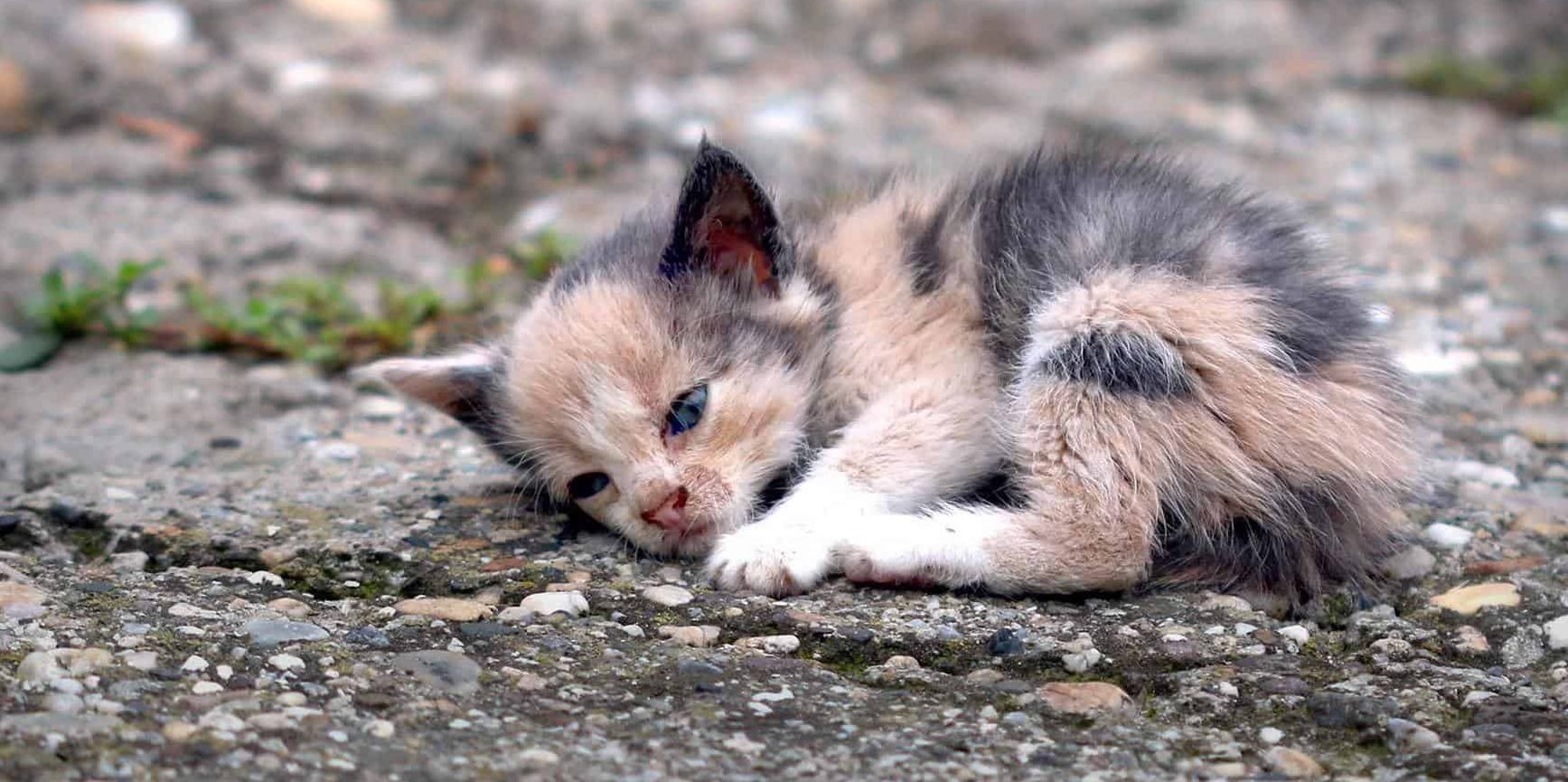 Жалкая кошка. Бездомные котята. Брошенный котенок. Бедные котята. Бедный котик.